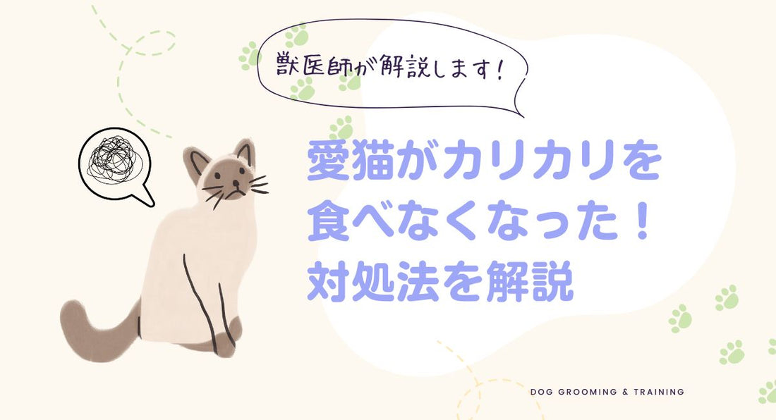 【獣医師監修】猫が急にカリカリを食べない時の理由と対策を解説!ウェットフードは食べる場合も