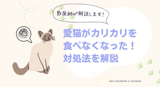 【獣医師監修】猫が急にカリカリを食べない時の理由と対策を解説!ウェットフードは食べる場合も