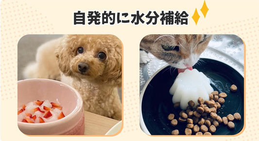 ペットタクシー「わんだにゃー」に動画広告掲載を開始しました