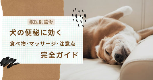 【獣医師監修】犬の便秘に効く食べ物・マッサージ・注意点完全ガイド