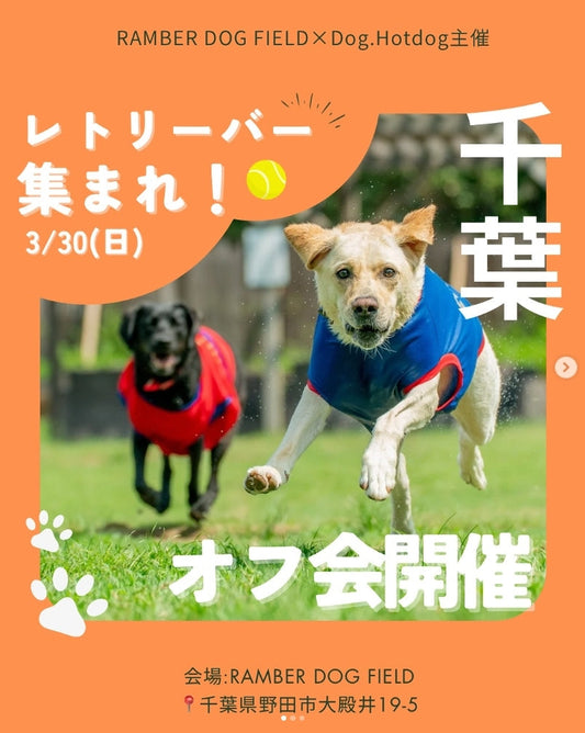 【2025年3月】レトリーバーFRIENDSHIPにジュレッタ出店のお知らせ in千葉県野田市