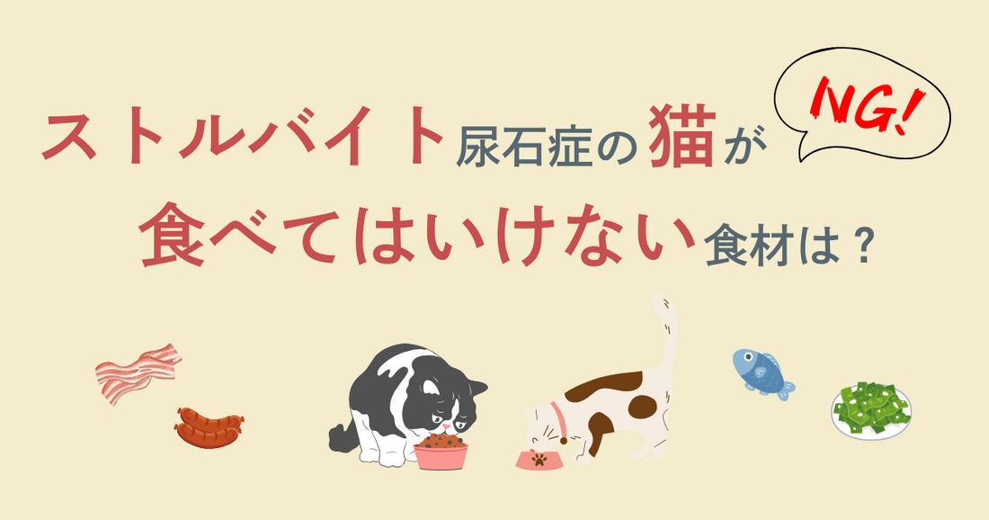 【獣医師監修】ストルバイト結石症の猫が食べてはいけないものを解説!おすすめフードも