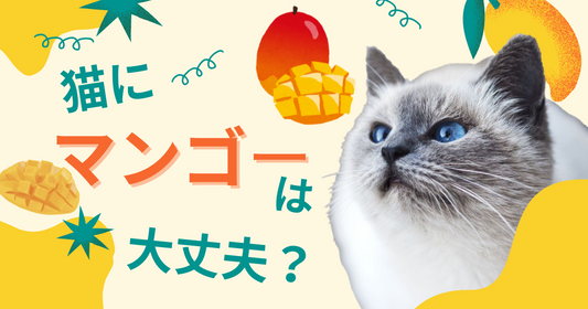 【獣医師監修】猫にマンゴーは大丈夫?安全な与え方・リスク・代わりの果物やおすすめおやつ紹介