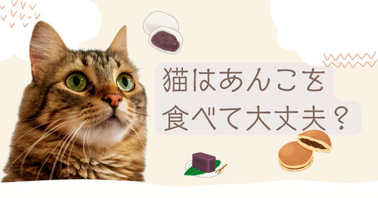 【獣医師監修】猫はあんこを食べても大丈夫?リスクと安全なおやつ代替案も紹介!