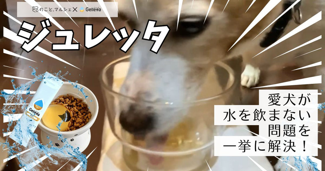 【スタッフ愛犬レポ】愛犬が水を飲まない？水分補給でお困りの飼い主さんはジュレッタのゼリーで解決!