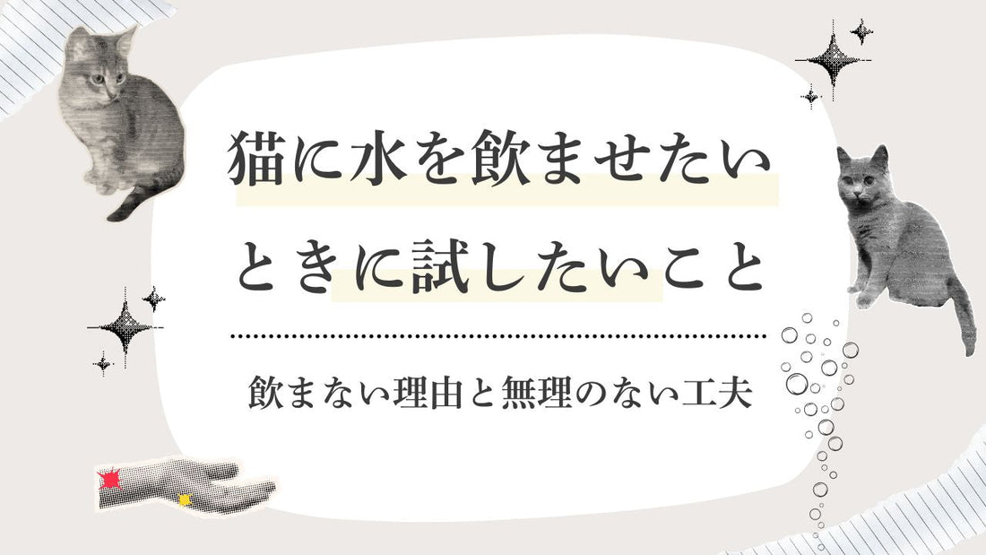 【獣医師監修】猫に水を飲ませたいときに試したいこと｜飲まない理由と無理のない工夫