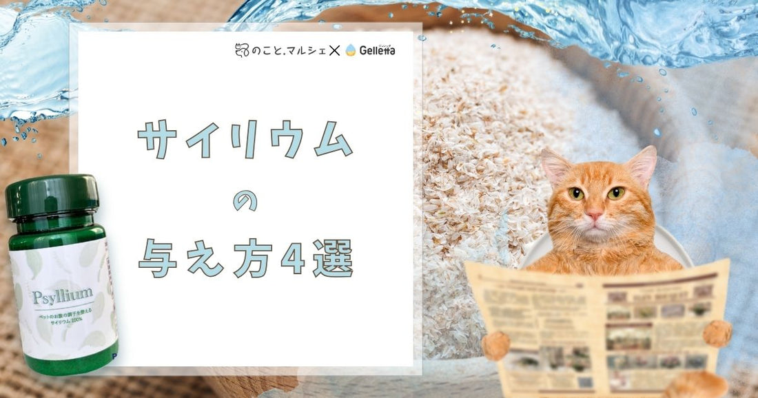サイリウムのおすすめ与え方4選【便秘や下痢に悩む犬猫に食物繊維】