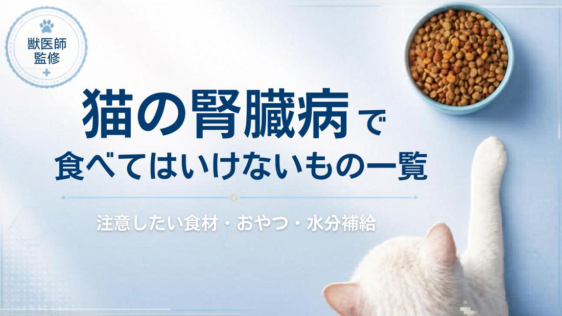 【獣医師監修】猫の腎臓病で食べてはいけないもの一覧｜注意したい食材・おやつ・水分補給
