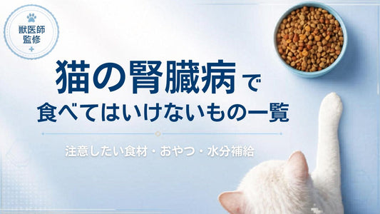【獣医師監修】猫の腎臓病で食べてはいけないもの一覧｜注意したい食材・おやつ・水分補給