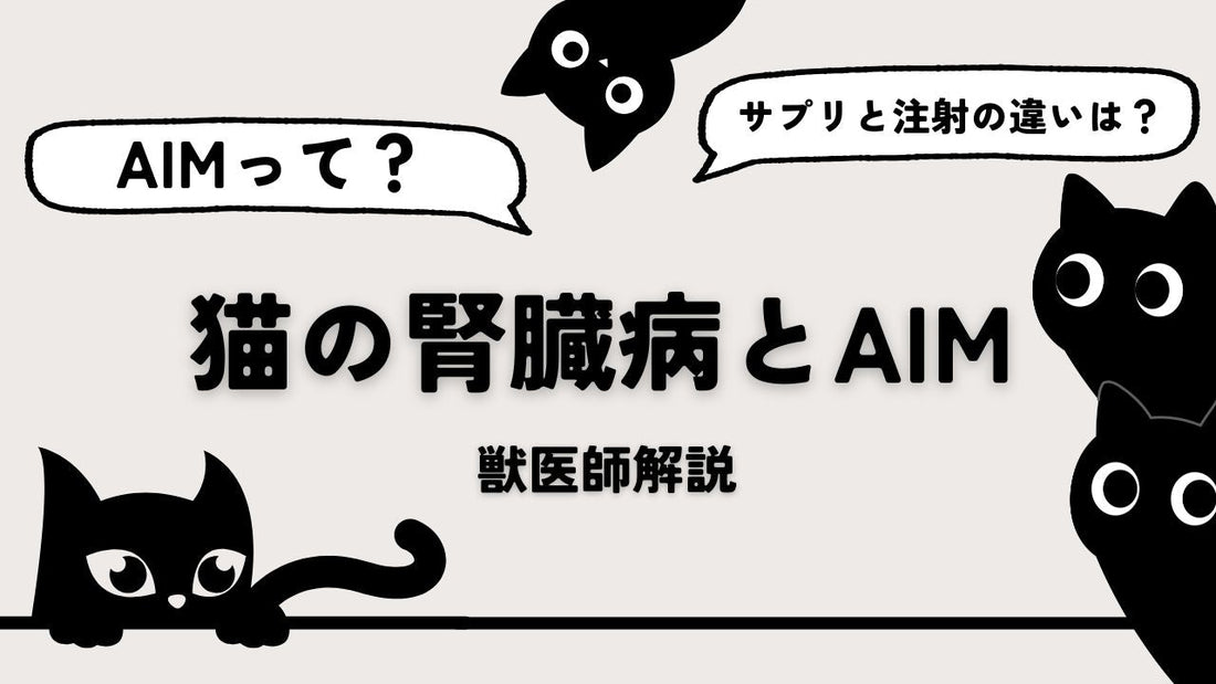 【獣医師解説】猫の腎臓病とAIMの関係とは？サプリメントと注射の違いも解説