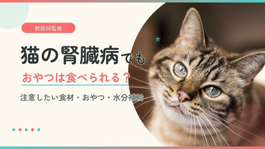 猫の腎臓病でもおやつは食べられる？選び方・与え方の注意点を獣医師が解説