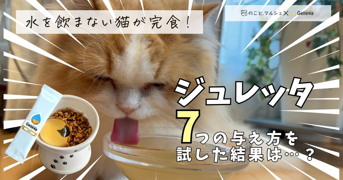 【必見】ジュレッタで愛猫がたっぷり水分補給できる与え方7選！一番人気はこの方法でした！