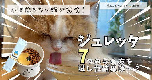 【必見】ジュレッタで愛猫がたっぷり水分補給できる与え方7選！一番人気はこの方法でした！