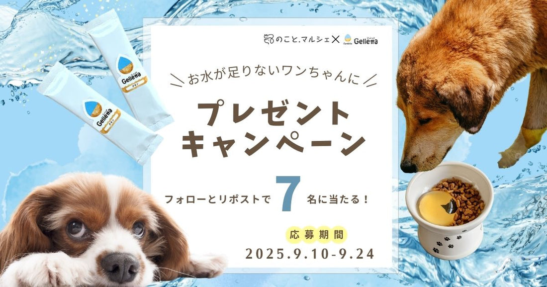 いぬのこと。８周年記念！「食べるお水」ジュレッタを７名様にプレゼントキャンペーン