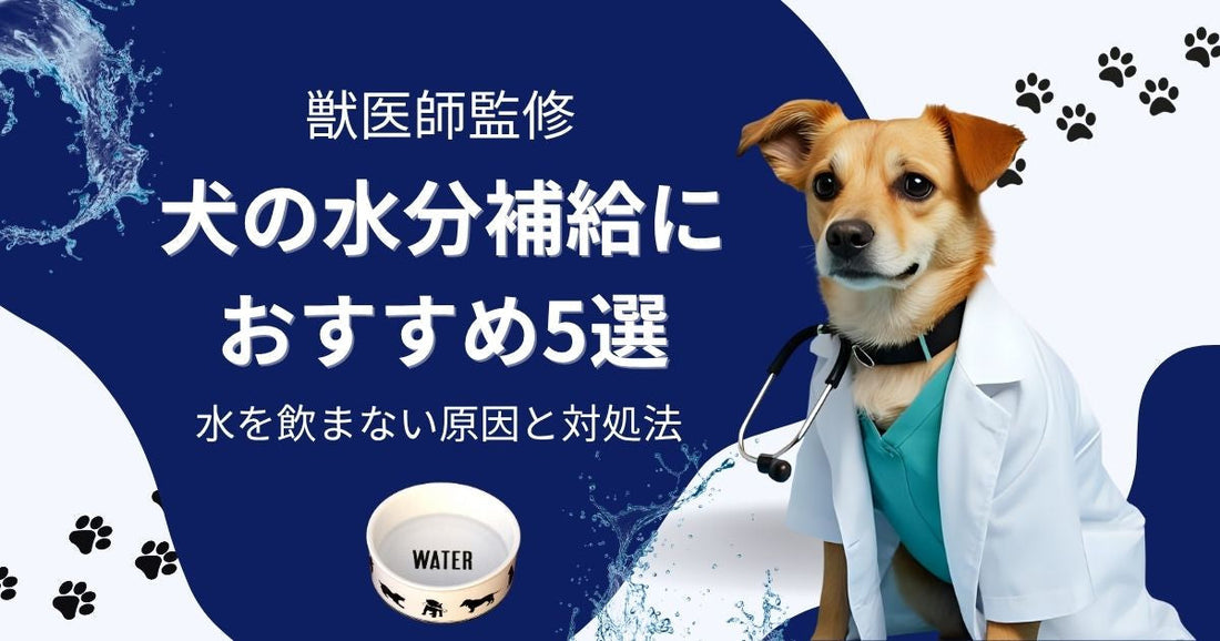 【獣医師監修】犬の水分補給におすすめ5選｜水を飲まない原因と対処法も解説