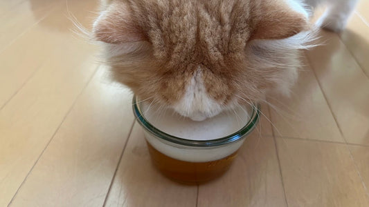 犬や猫のゼリーは半手作りでいい？｜泡立てて楽しく“ビール風”水分補給を試してみた