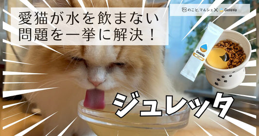 【スタッフ愛猫レポ】ジュレッタを色々な食べ方であげました！１番食いつきが良い食べ方は...？