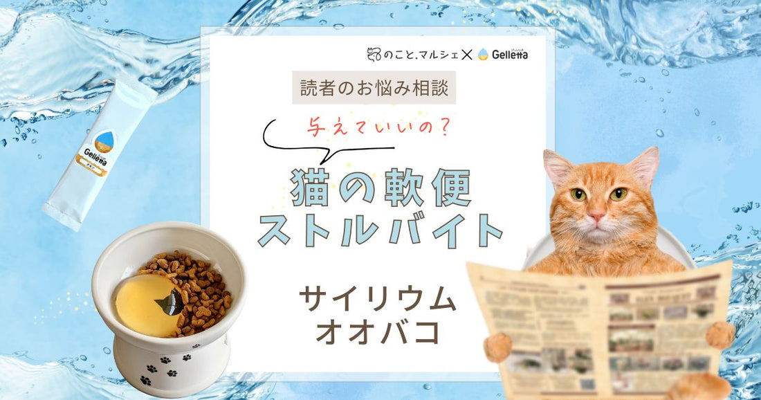 【読者のお悩み相談】慢性的な軟便とストルバイト結石の猫にサイリウム・オオバコは与えても大丈夫？
