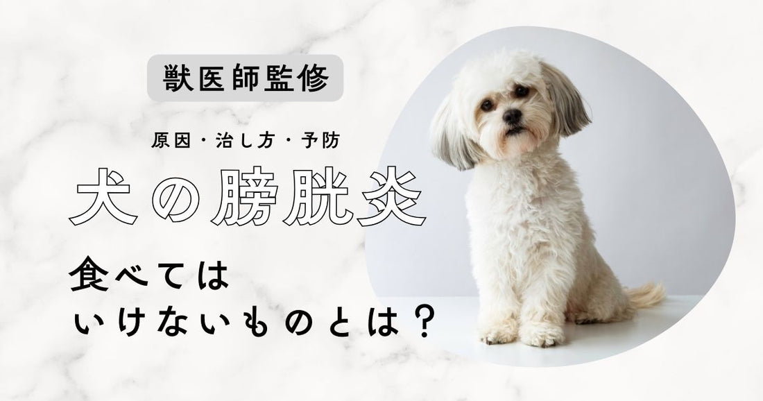 【獣医師監修】犬の膀胱炎で食べてはいけないものとは？原因・治し方・予防まで解説
