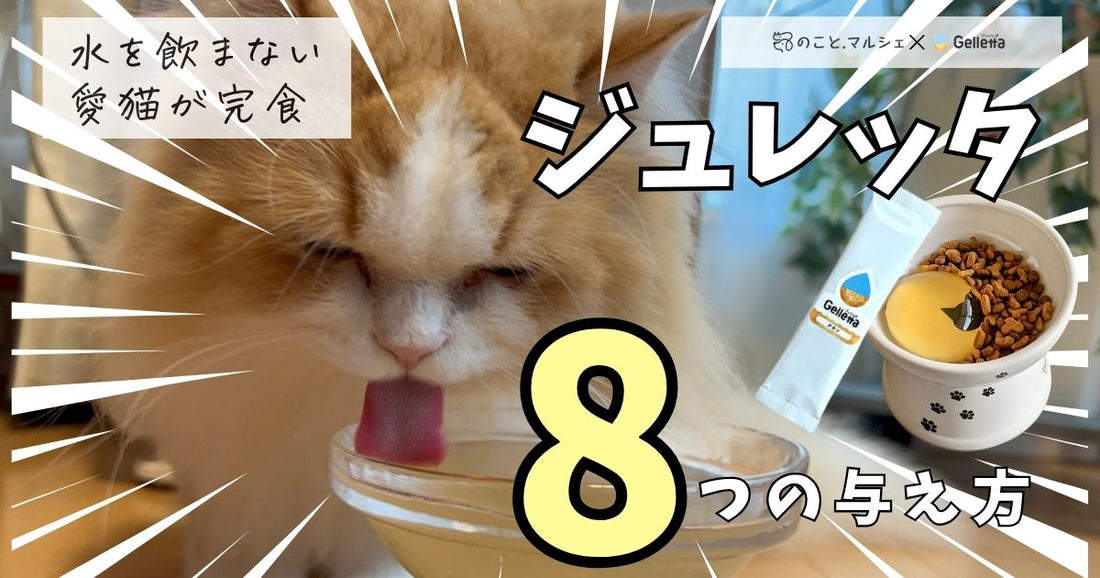 【必見】ジュレッタで愛猫がたっぷり水分補給できる与え方8選！
