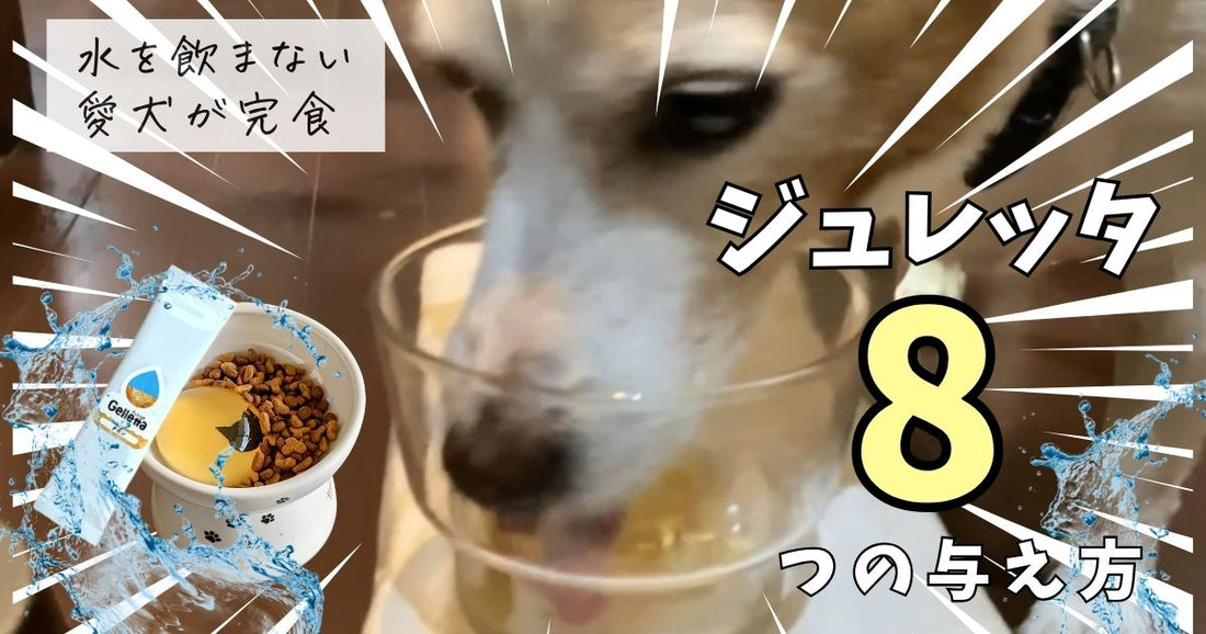 【スタッフ愛犬レポ】愛犬が水を飲まない？水分補給でお困りの飼い主さんジュレッタの与え方8選