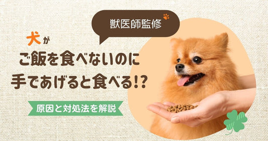 【獣医師監修】犬が手からだと食べる理由とは？考えられる原因と対処法