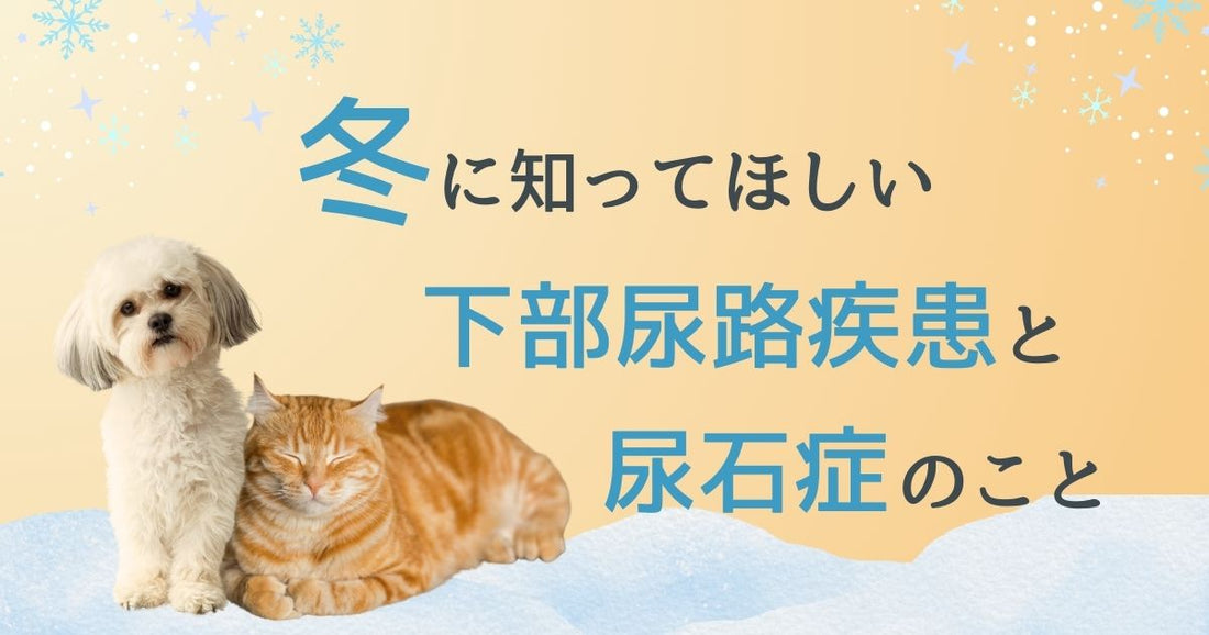 【保存版】冬に知っておきたい犬猫の下部尿路疾患・尿石症