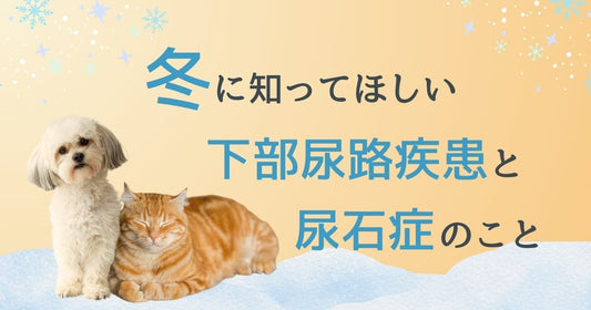【保存版】冬に知っておきたい犬猫の下部尿路疾患・尿石症