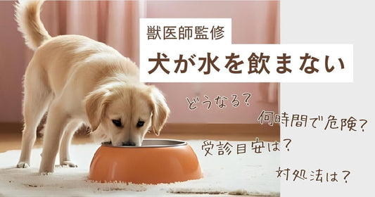 【獣医監修】犬が水を飲まない｜どうなる？何時間で危険か・今すぐできる対処法と受診目安
