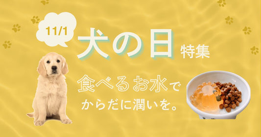 【2024】11月1日は犬の日！「食べるお水」で愛犬の健康を見直そう