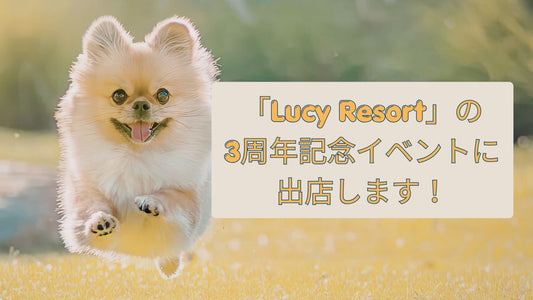 【2026年4月】Lucy Resort 3周年記念イベント出店のお知らせ