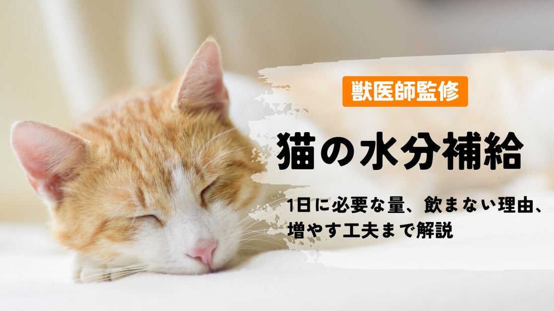 【獣医師監修】猫の水分補給｜1日に必要な量・飲まない理由・増やす工夫まで解説
