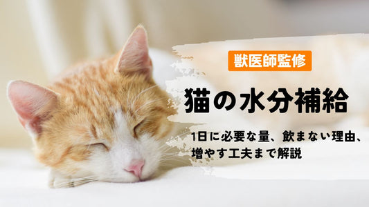 【獣医師監修】猫の水分補給｜1日に必要な量・飲まない理由・増やす工夫まで解説
