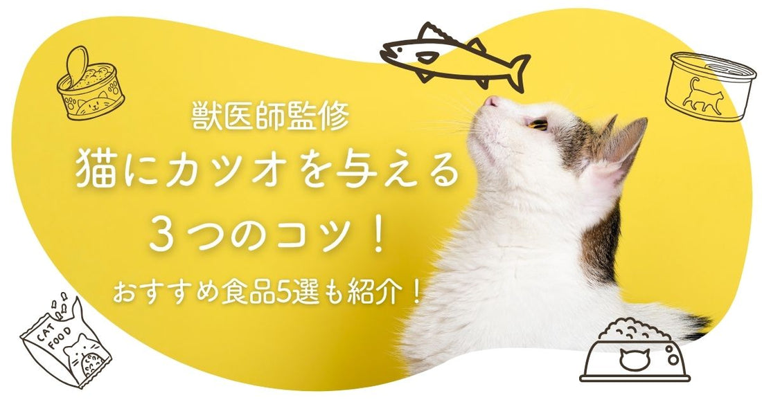【獣医師監修】猫にカツオを与える３つのコツ！おすすめ食品5選も紹介！