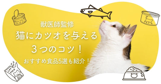 【獣医師監修】猫にカツオを与える３つのコツ！おすすめ食品5選も紹介！