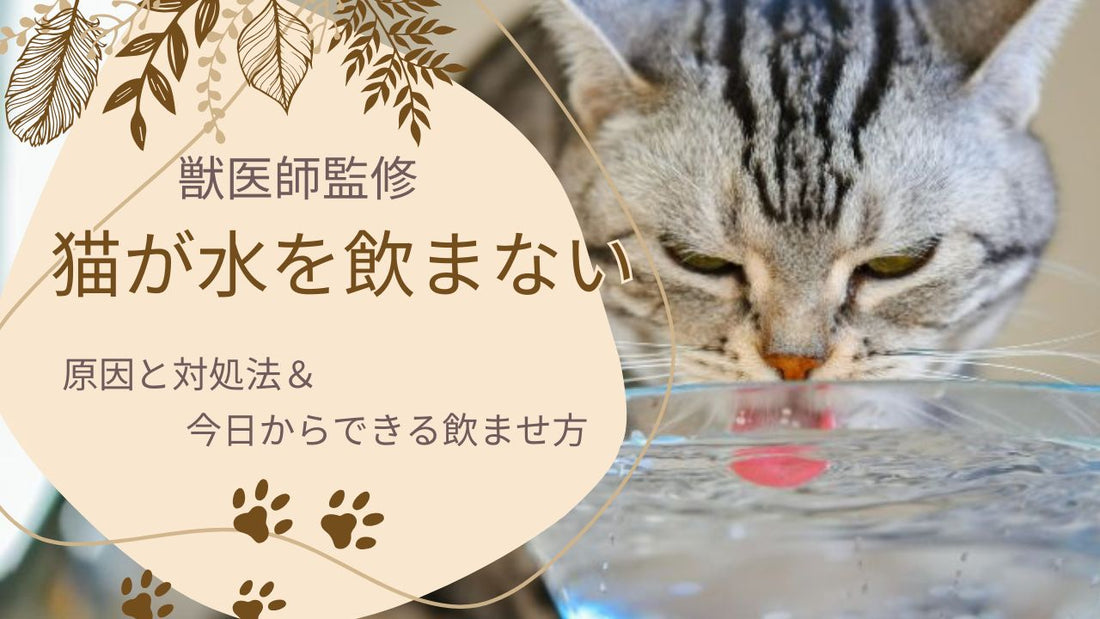 【獣医師監修】猫が水を飲まない｜原因と対処法＆今日からできる飲ませ方