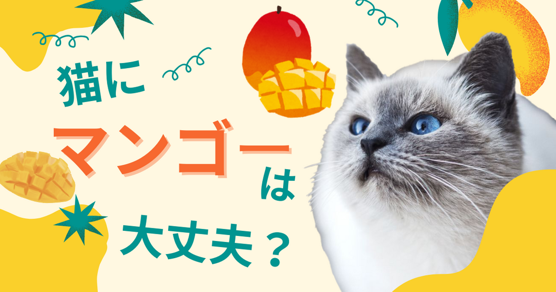 【獣医師監修】猫にマンゴーは大丈夫？安全な与え方・リスク・代わりの果物やおすすめおやつ紹介