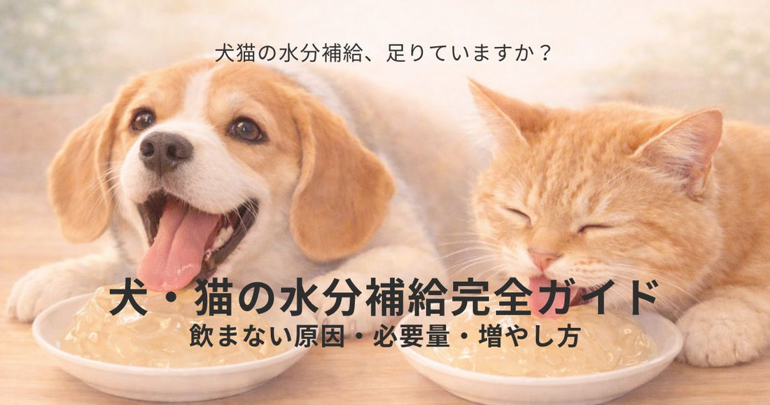 犬・猫の水分補給の基本｜飲まない原因と増やし方をやさしく解説